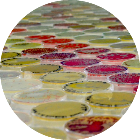Microbes palette
