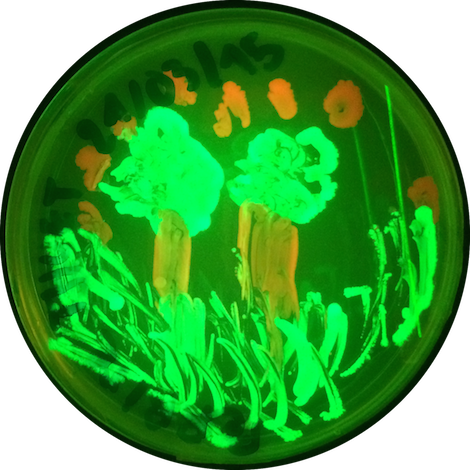 Microbes glow